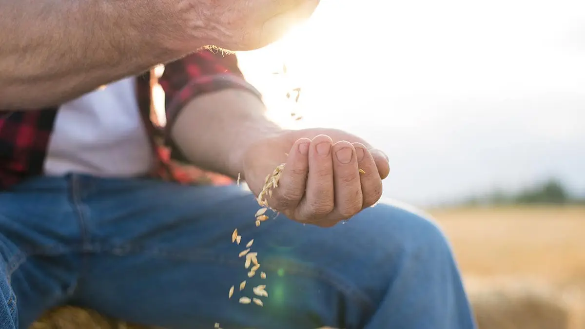 oats-ingredient-spotlight