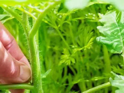 How to grow your own tomatoes