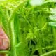 How to grow your own tomatoes