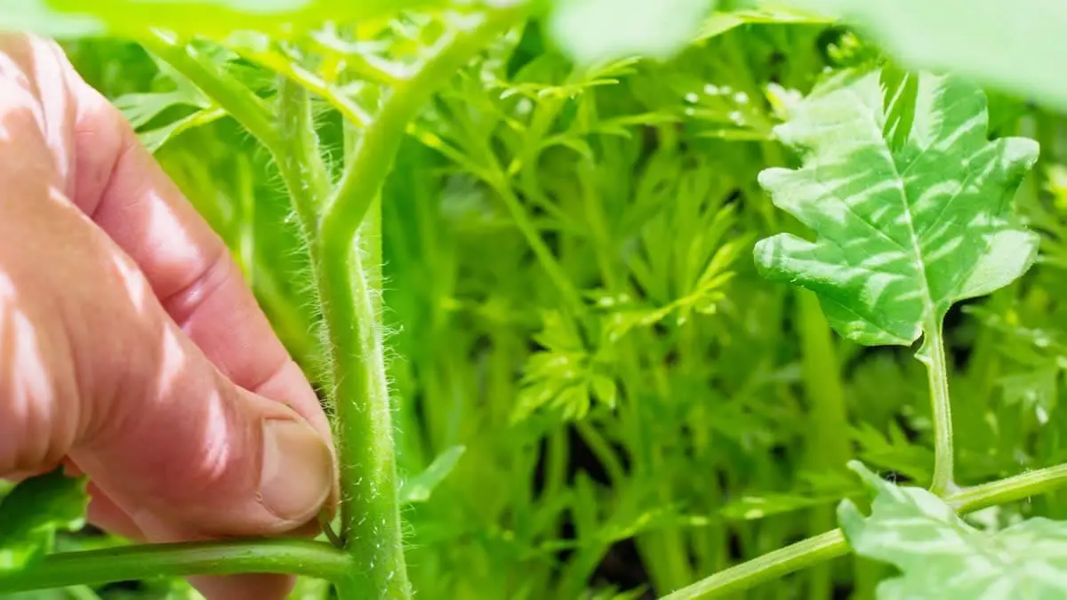 How to grow your own tomatoes