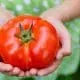 Plump ripe tomato