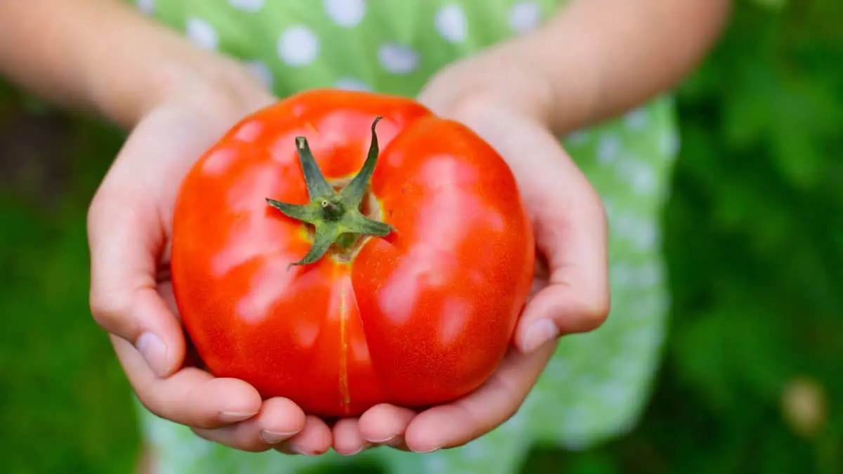 Plump ripe tomato