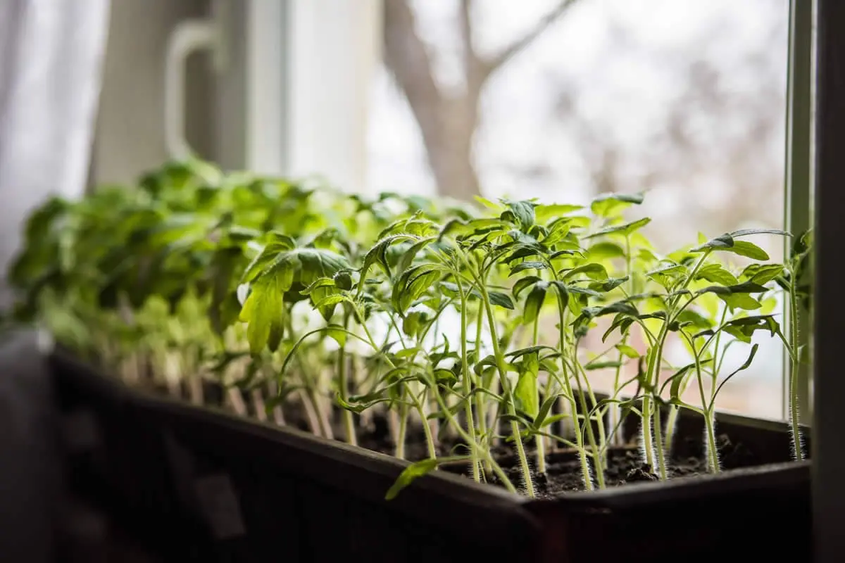 Tomato seedlings