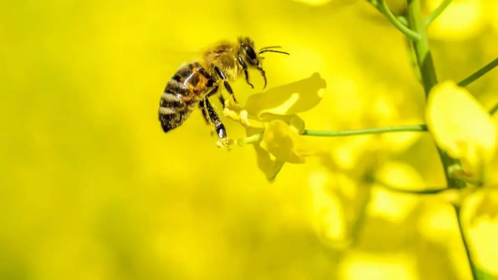 How do bees survive the winter