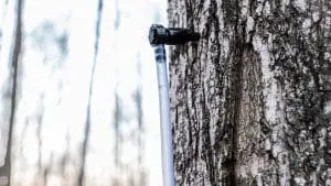 maple-syrup-tree-tap