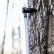 maple-syrup-tree-tap