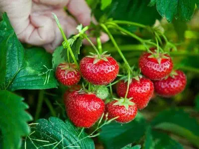 how do strawberries grow