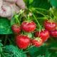 how do strawberries grow