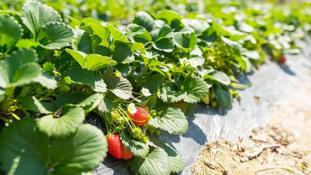 strawberry field