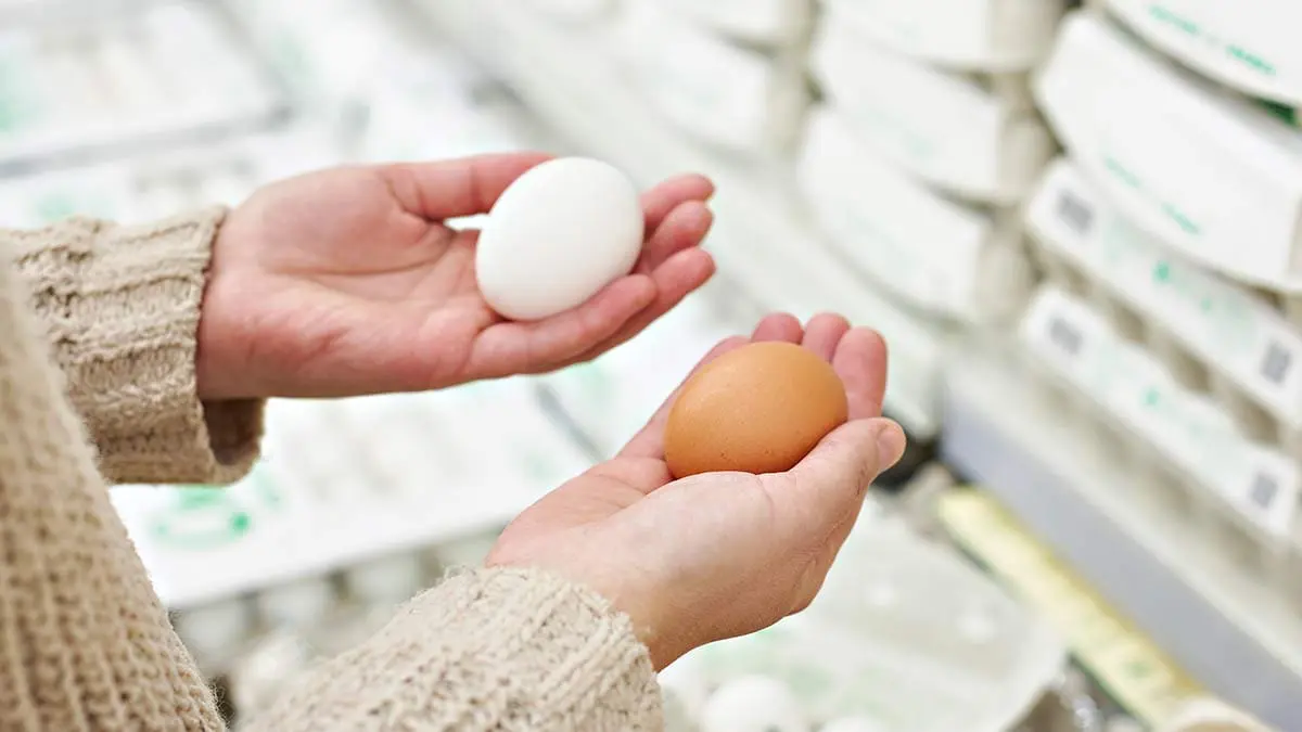 eggs-are-protein