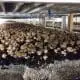 how mushrooms are grown