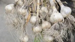 harvesting garlic