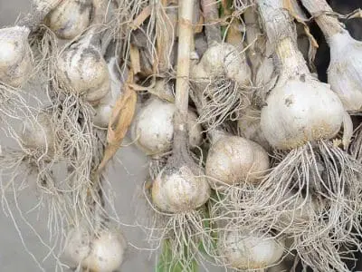 harvesting garlic