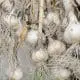 harvesting garlic