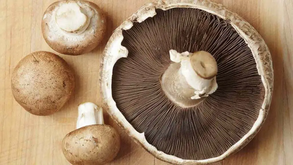 types of mushroom