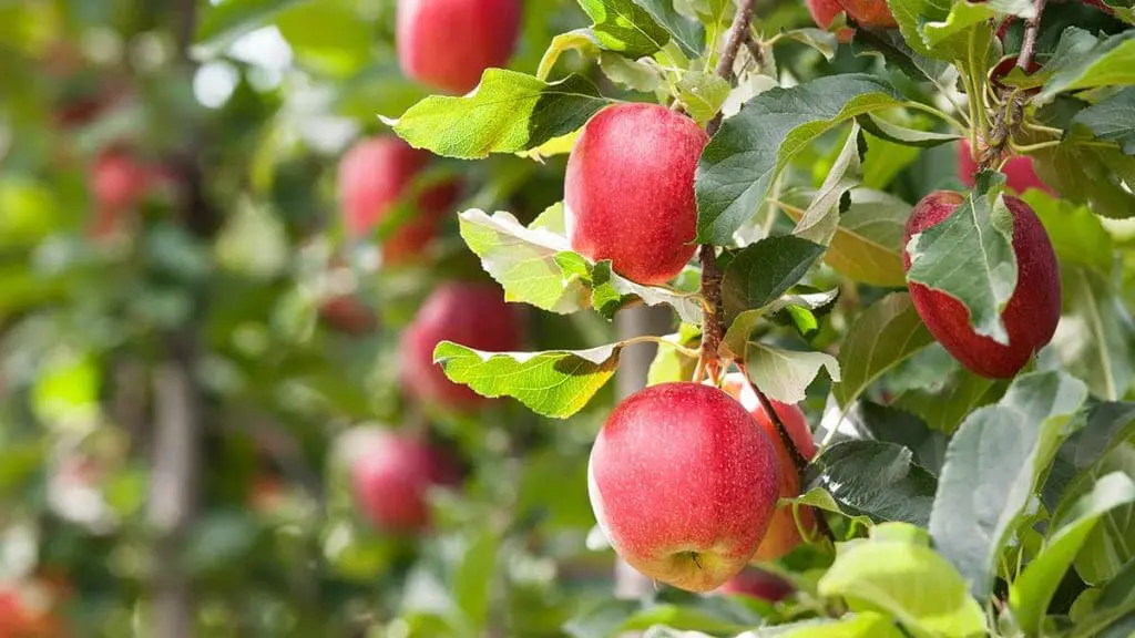apple orchard