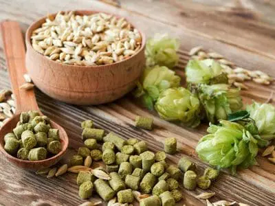 How-do-you-grow-hops