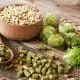 How-do-you-grow-hops