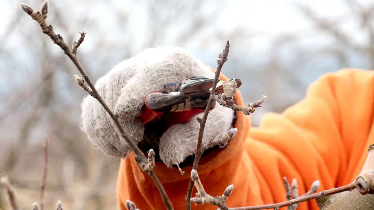 pruning-an-apple-tree