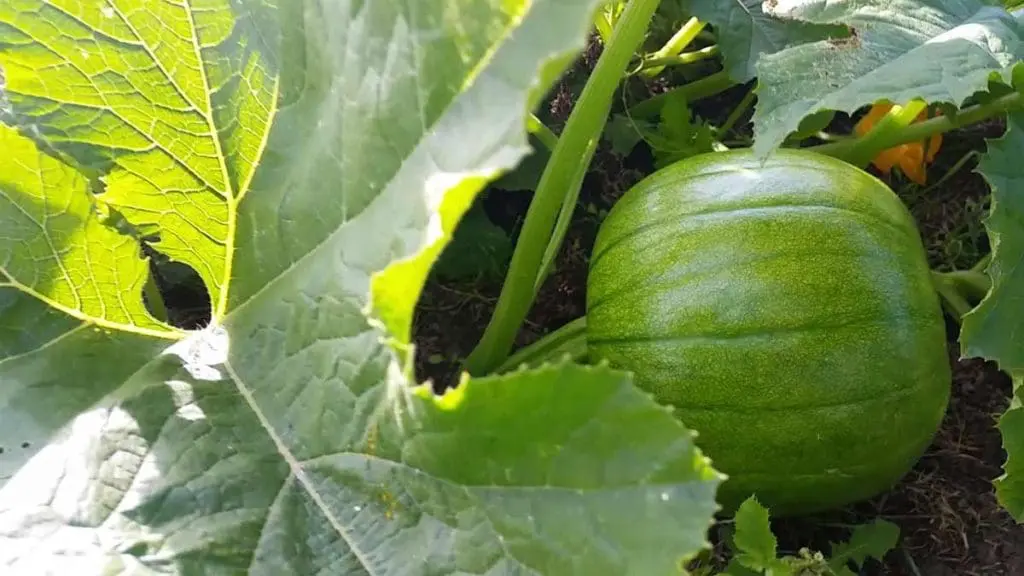 pumpkin-field