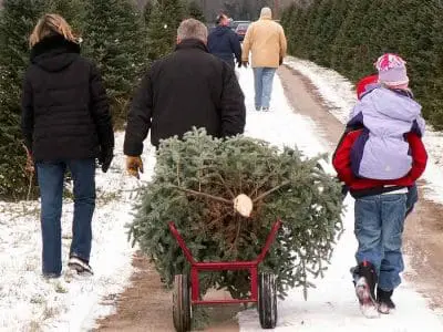 christmas-tree-farming
