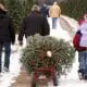 christmas-tree-farming