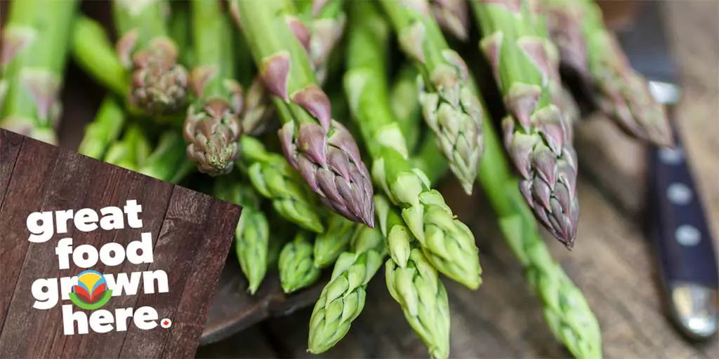 growing asparagus