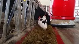 dairy farmers use robots