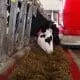dairy farmers use robots