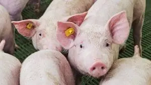 how-pigs-are-raised