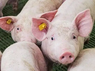 how-pigs-are-raised