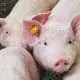 how-pigs-are-raised