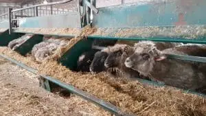 feeding-lambs