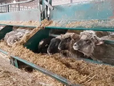 feeding-lambs