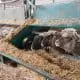 feeding-lambs