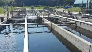 raceways-trout-industry