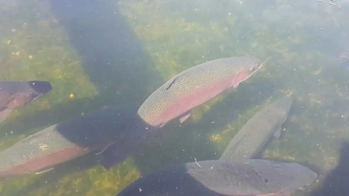 trout-farm-canada