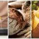 Food-myths-canola-grain-potato
