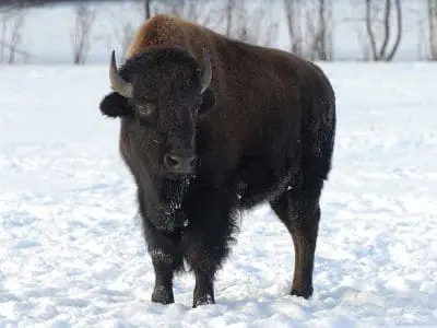 how-are-bison-raised