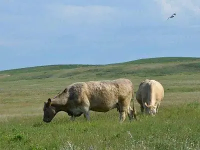 Raising-beef-cattle