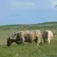 Raising-beef-cattle