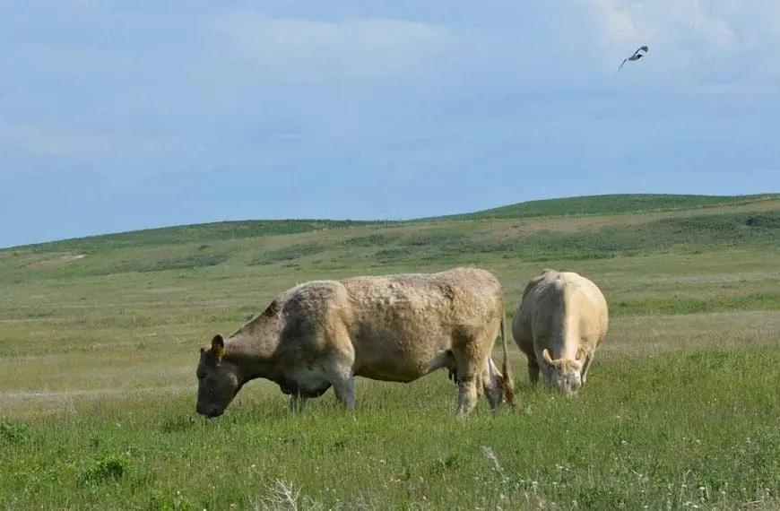 Raising-beef-cattle