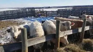 what cows eat