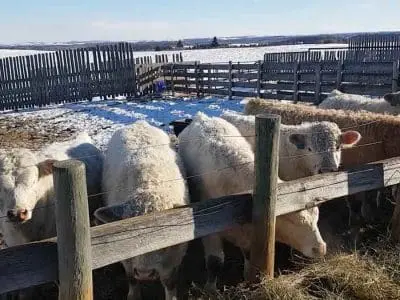 what cows eat