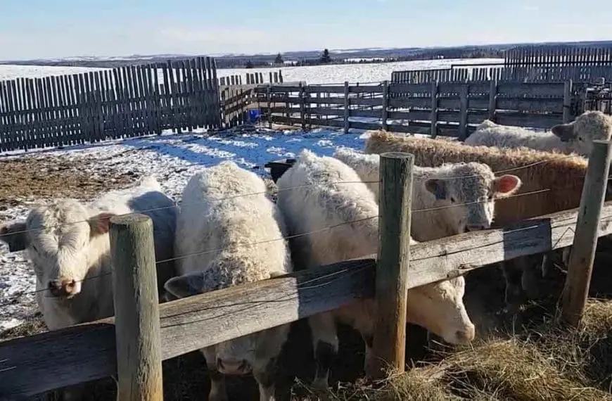 what cows eat