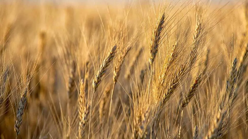 barley-field