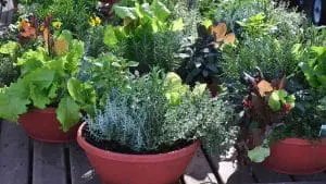 container-gardening