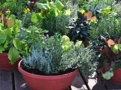 container-gardening