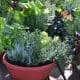 container-gardening