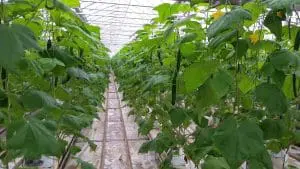 greenhouse grown cucumbers